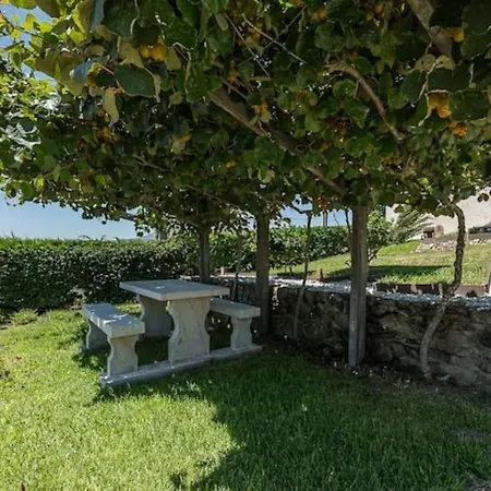 Fernandes Sunshine * 蓬德利马